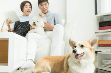 우리집에 딱 맞는 결합상품 찾으세요? 펫플러스 & 시니어플러스 어떠세요?