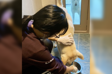 LG유플러스, SNS 캠페인으로 유기동물 사료 400㎏ 기부